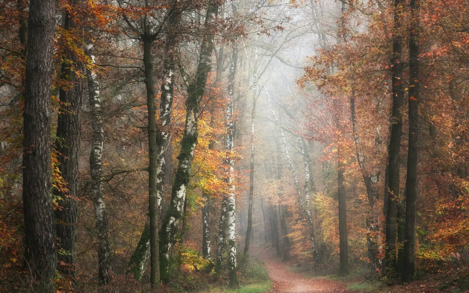 A misty autumn forest of birch and beech trees, with a leaf-covered path disappearing into pale light