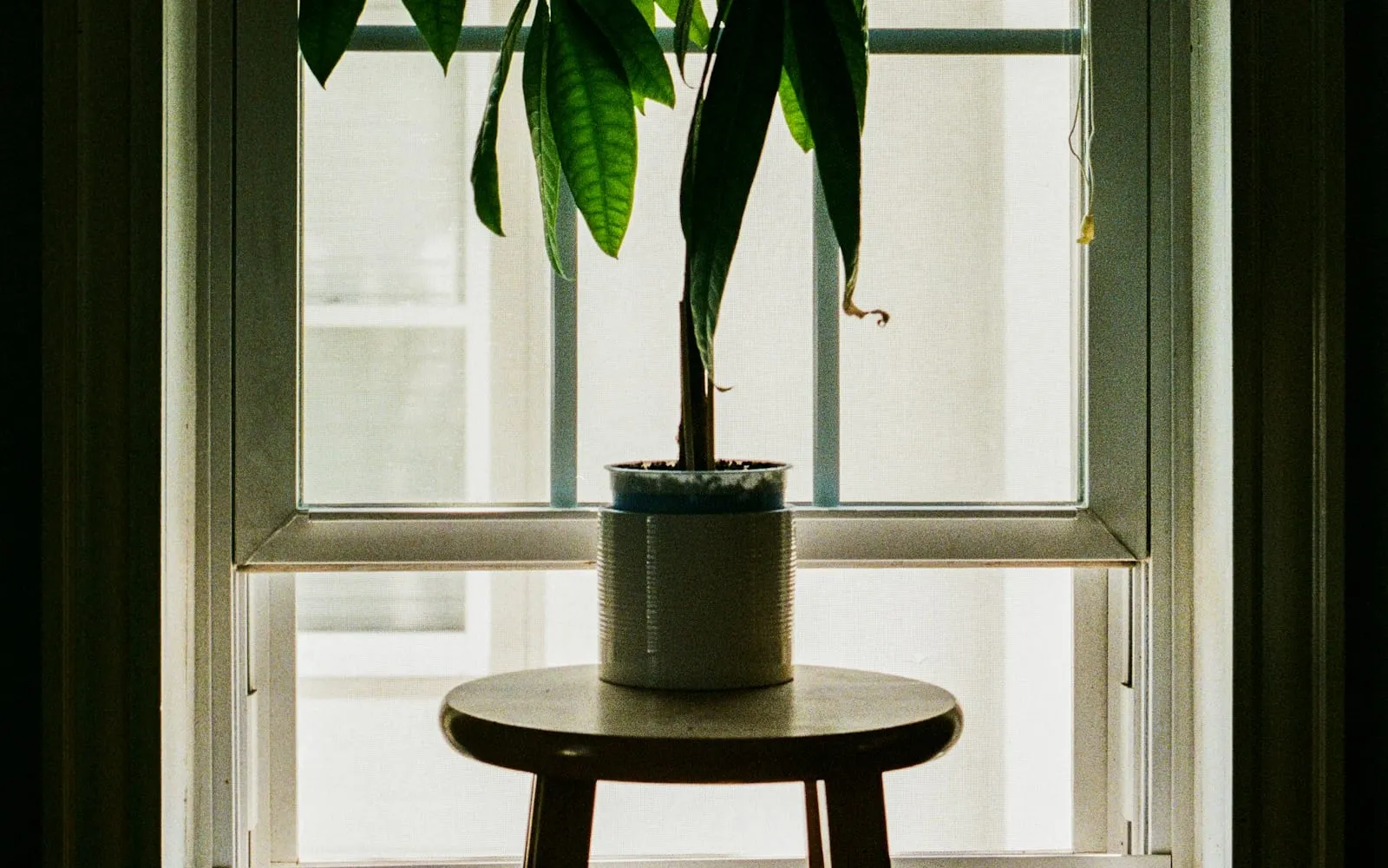 A small green plant beside a sunlit window