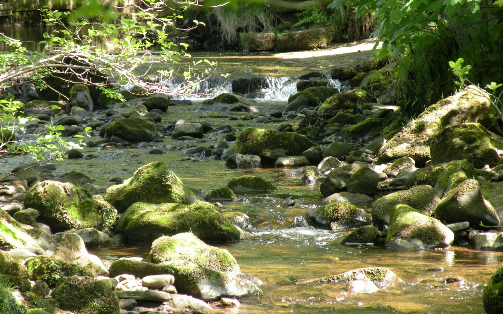 A shallow stream running over moss-covered boulders in dappled forest sunlight
