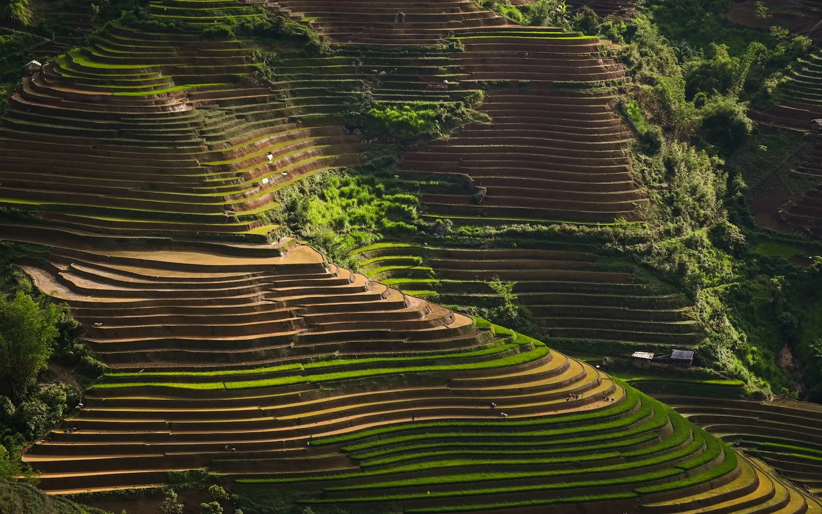 Curving rows of terraced rice fields stepping down a green hillside in low sunlight