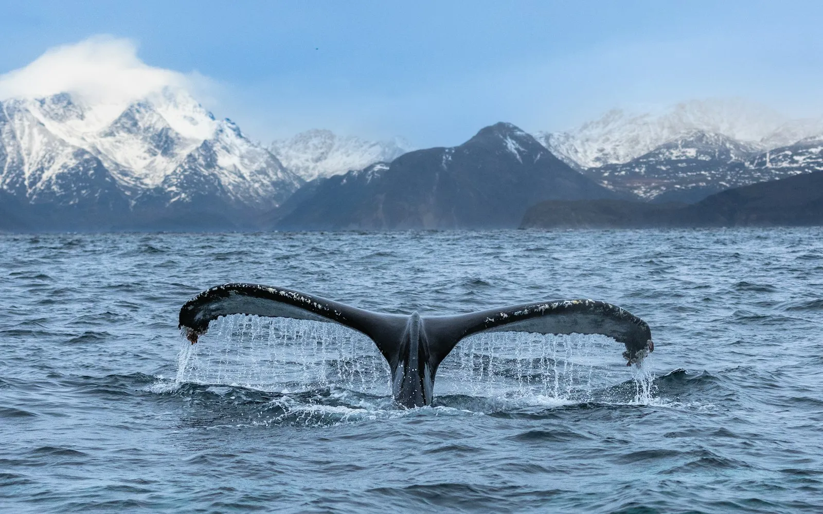 A humpback whale’s tail lifting from the sea, water streaming off it, in front of snowy mountains