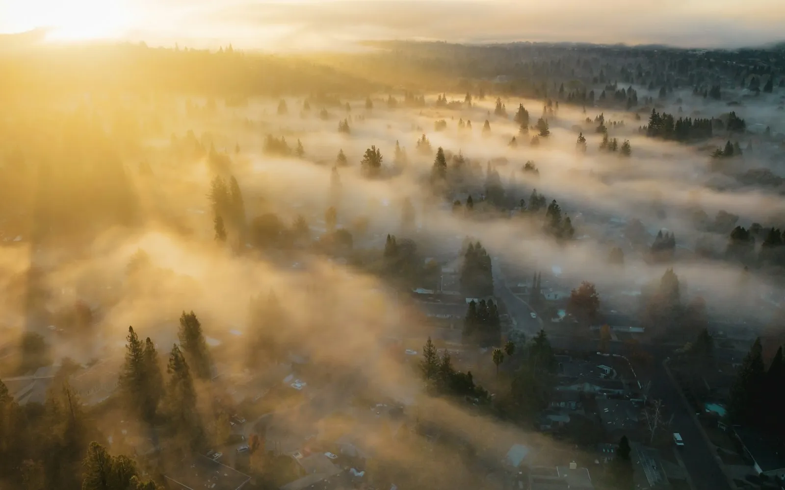 Low morning sun casting beams through fog drifting over pine trees and rooftops, seen from above