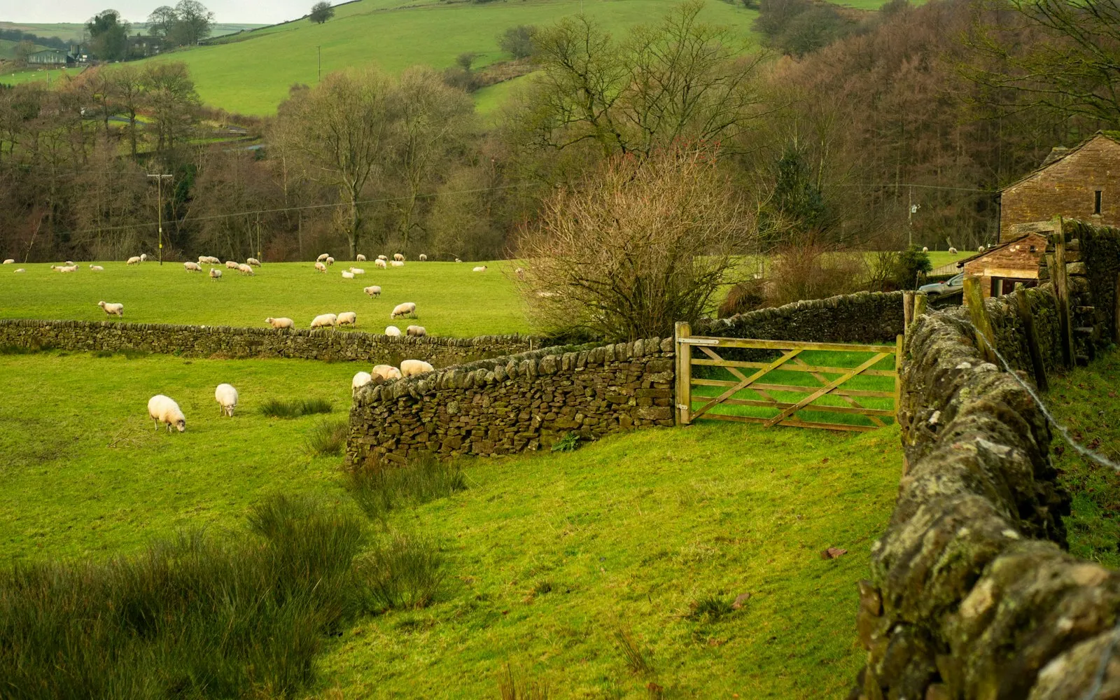 Sheep grazing in green fields divided by dry stone walls, with a wooden gate and bare winter trees