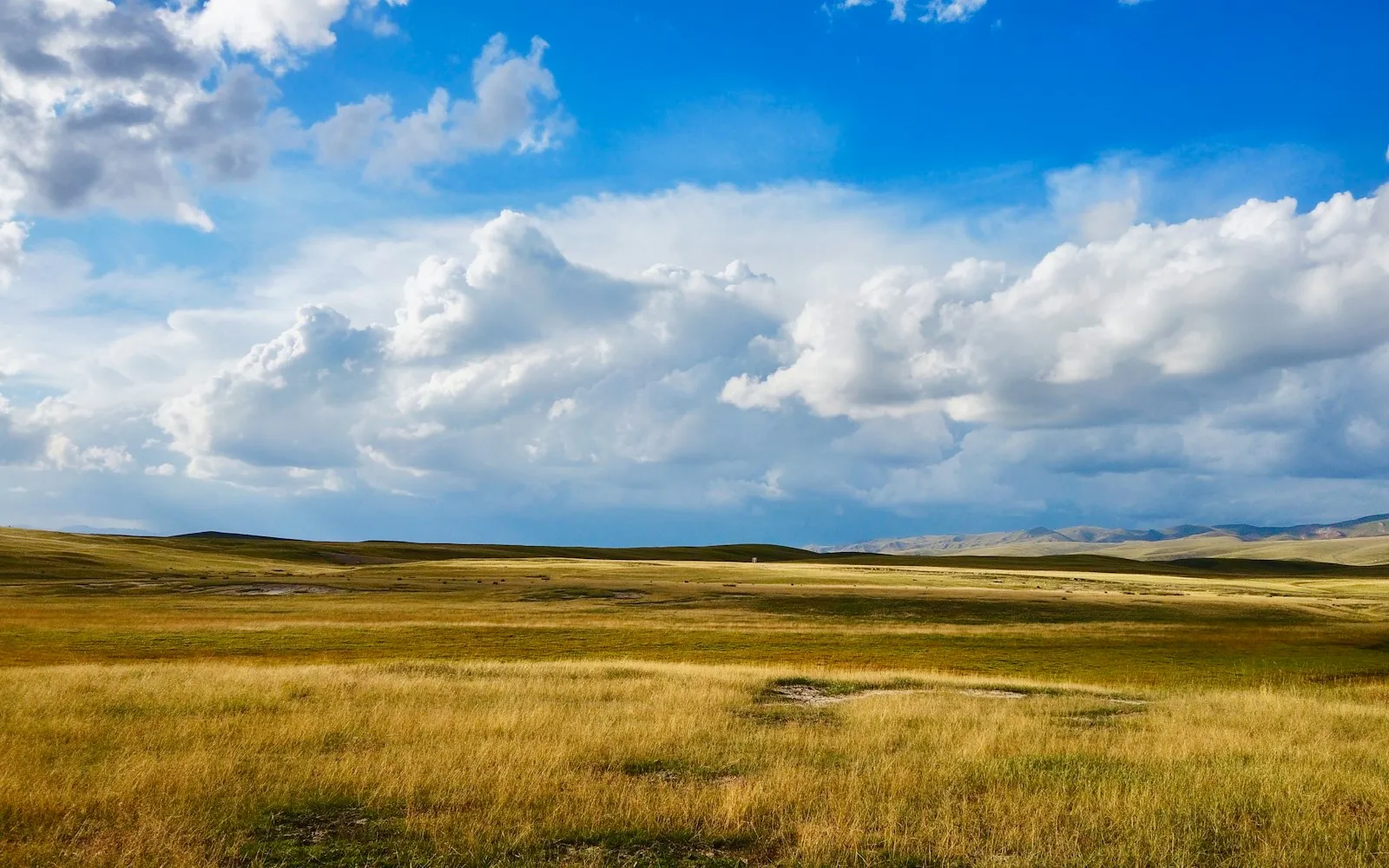 Golden grassland stretching to distant hills beneath a wide blue sky full of white clouds